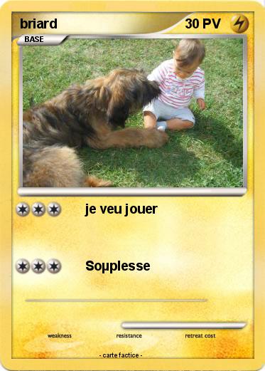 Pokemon briard