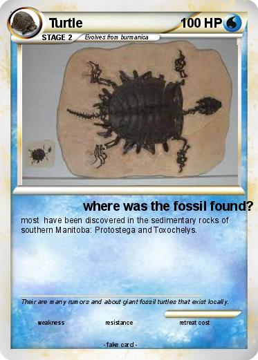 Pokemon Turtle