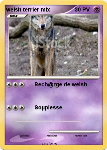 Pokemon welsh terrier mix