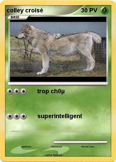 Pokemon colley croisé