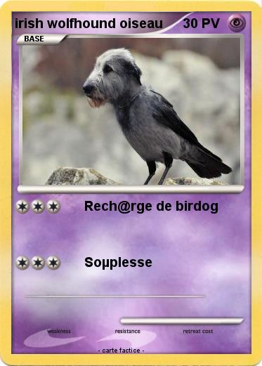 Pokemon irish wolfhound oiseau