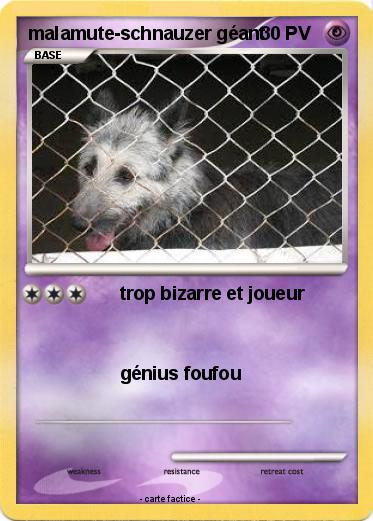 Pokemon malamute-schnauzer géant