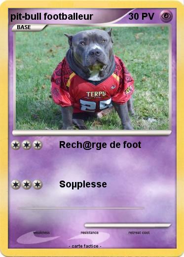Pokemon pit-bull footballeur