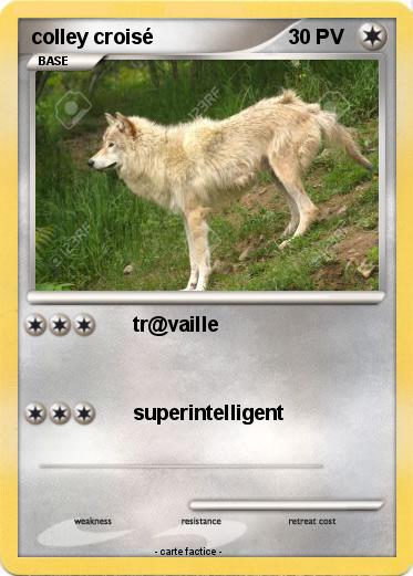 Pokemon colley croisé