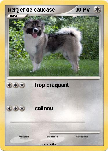 Pokemon berger de caucase