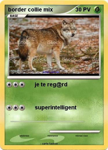 Pokemon border collie mix