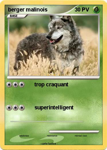 Pokemon berger malinois
