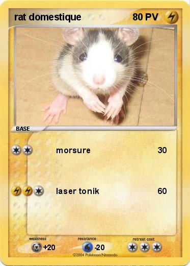 Pokemon rat domestique