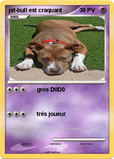 Pokemon pit-bull est craquant