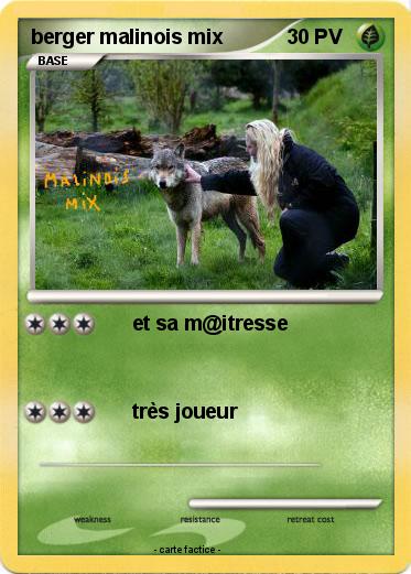 Pokemon berger malinois mix