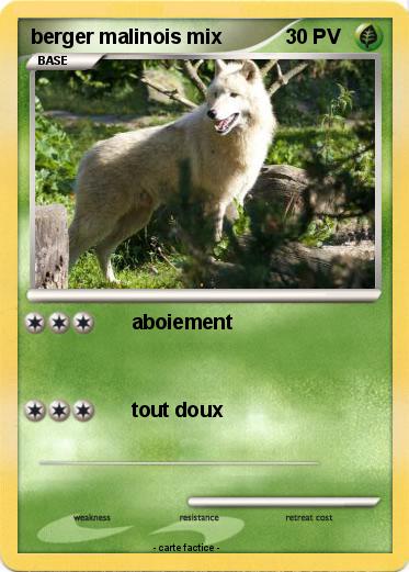 Pokemon berger malinois mix