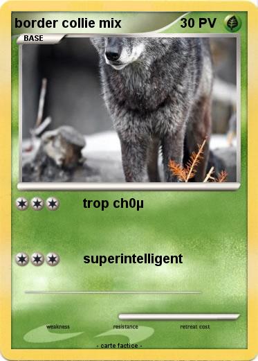 Pokemon border collie mix