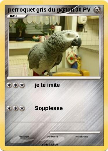 Pokemon perroquet gris du g@ton