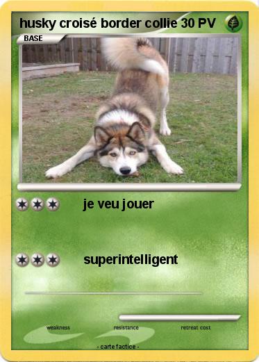 Pokemon husky croisé border collie