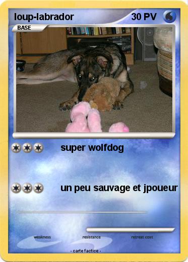 Pokemon loup-labrador