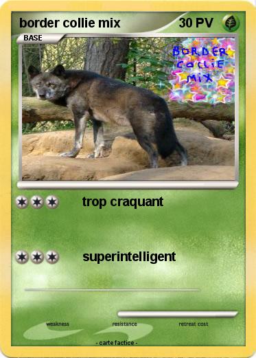 Pokemon border collie mix