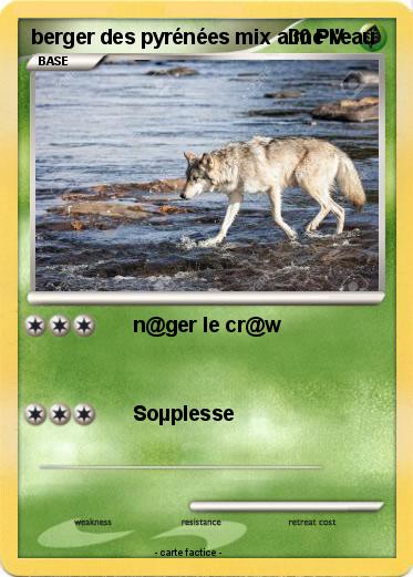 Pokemon berger des pyrénées mix aime l'eau
