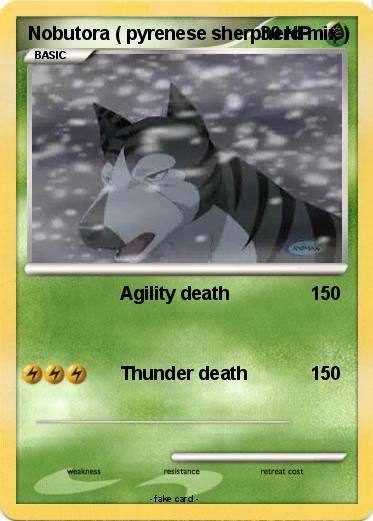 Pokemon Nobutora ( pyrenese sherpherd mix )