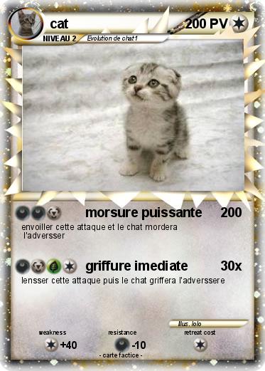 Pokemon cat