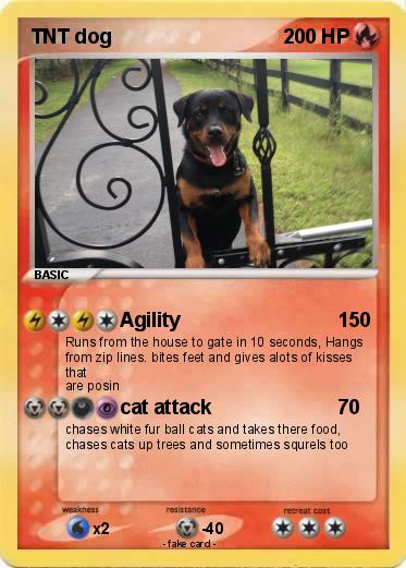 Pokemon TNT dog