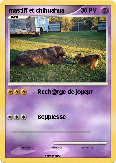 Pokemon mastiff et chihuahua