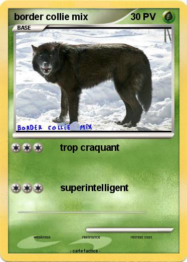 Pokemon border collie mix