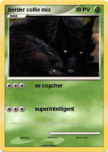 Pokemon border collie mix