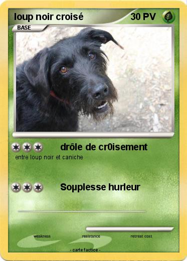 Pokemon loup noir croisé