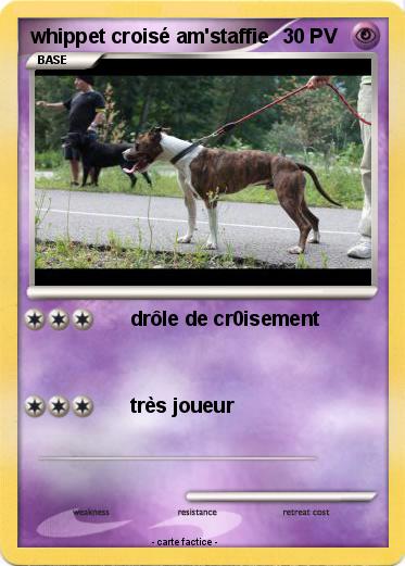 Pokemon whippet croisé am'staffie