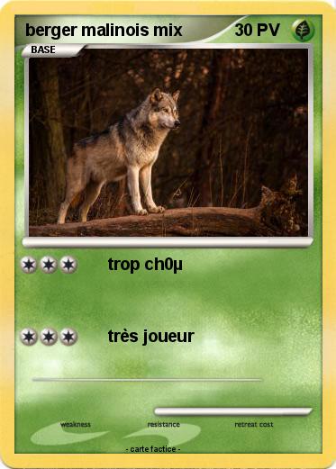 Pokemon berger malinois mix