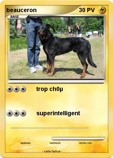 Pokemon beauceron