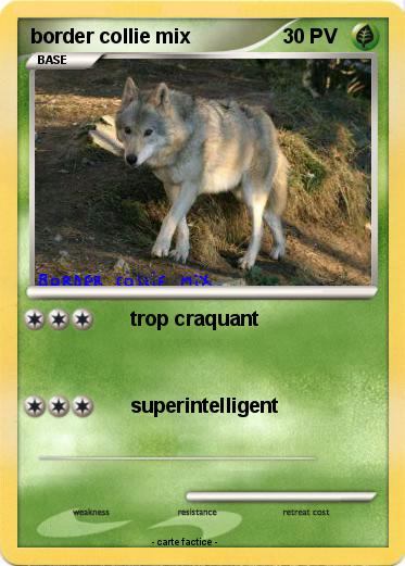 Pokemon border collie mix