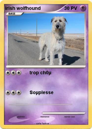 Pokemon irish wolfhound