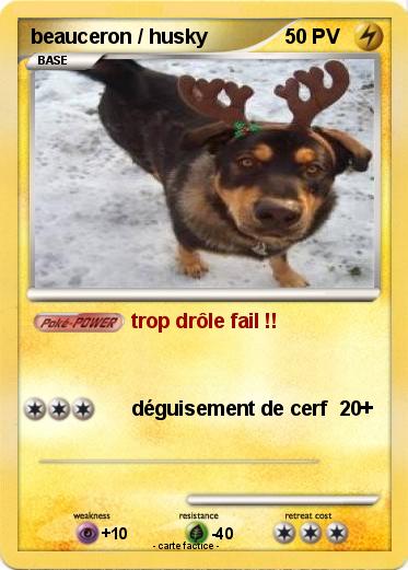 Pokemon beauceron / husky