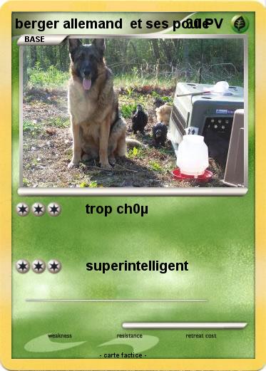 Pokemon berger allemand  et ses poule