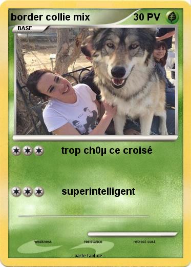Pokemon border collie mix