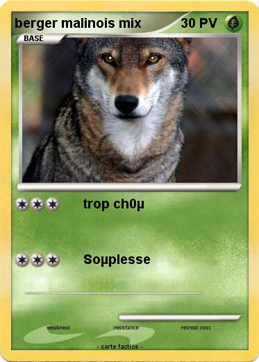 Pokemon berger malinois mix