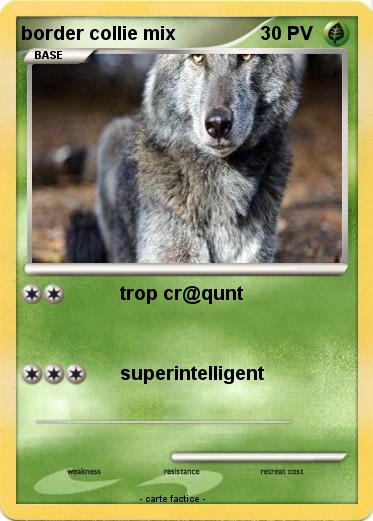Pokemon border collie mix