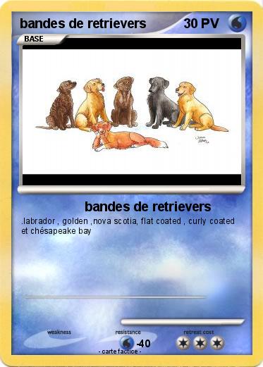 Pokemon bandes de retrievers