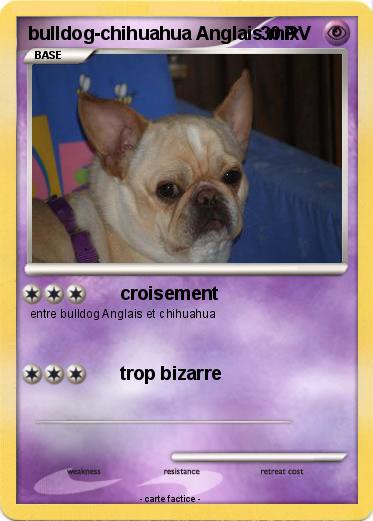 Pokemon bulldog-chihuahua Anglais mix