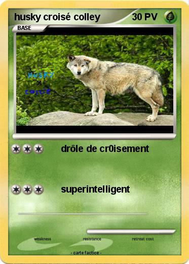Pokemon husky croisé colley