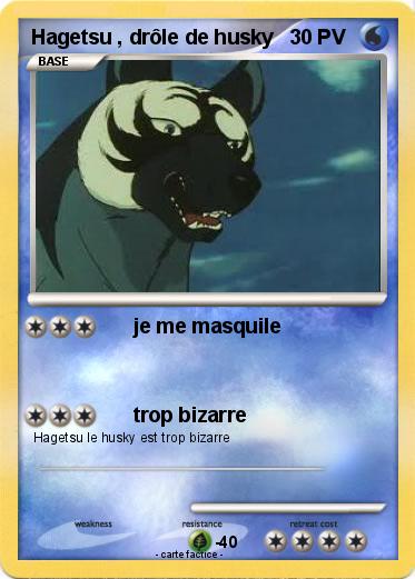 Pokemon Hagetsu , drôle de husky