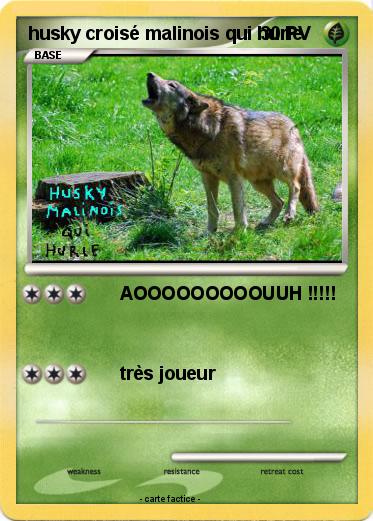 Pokemon husky croisé malinois qui hurle