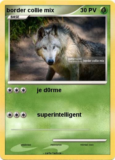 Pokemon border collie mix