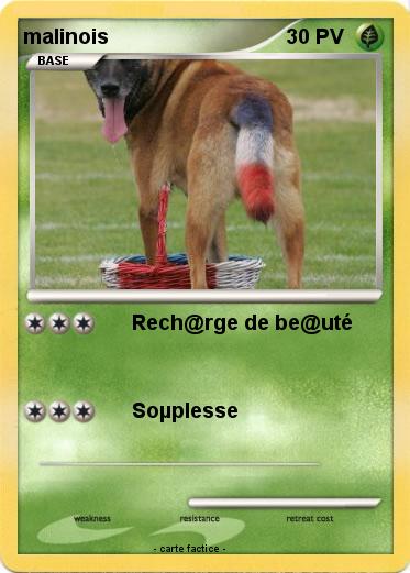 Pokemon malinois