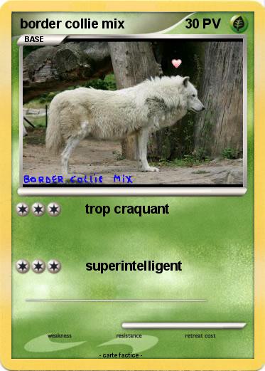 Pokemon border collie mix