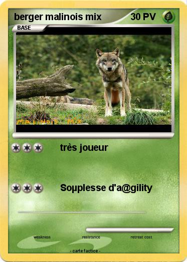 Pokemon berger malinois mix