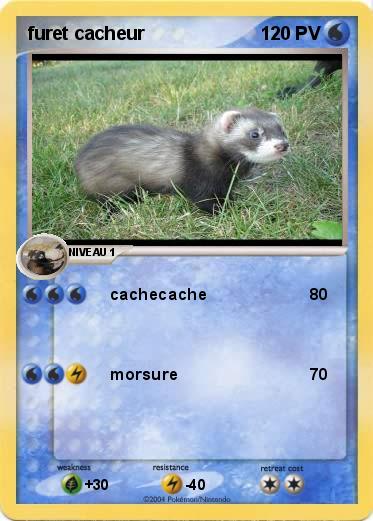Pokemon furet cacheur