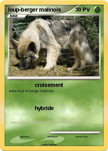 Pokemon loup-berger malinois