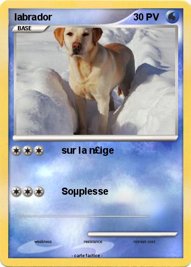 Pokemon labrador